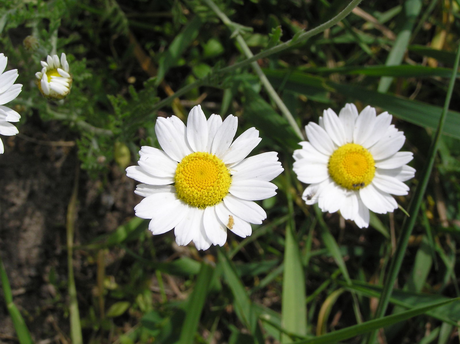 Plant Image